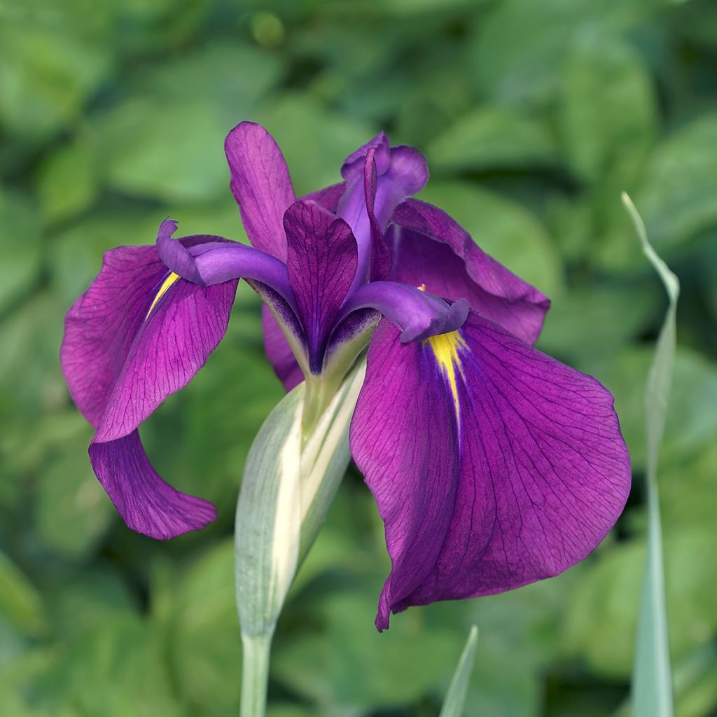 Iris ensata Variegata - Japanische Schwertlilie