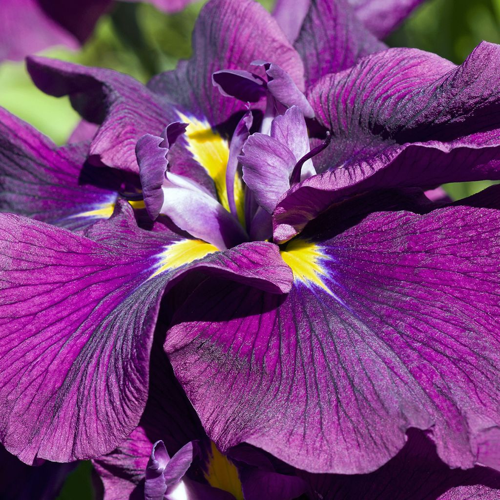 Iris ensata Variegata - Japanische Schwertlilie