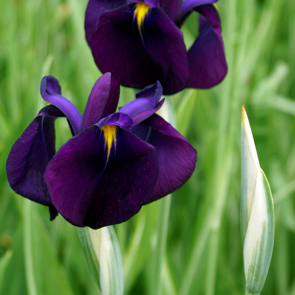 Iris ensata Variegata - Japanische Schwertlilie