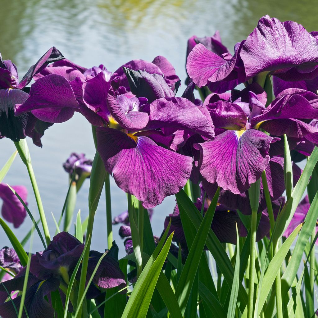 Iris ensata Variegata - Japanische Schwertlilie