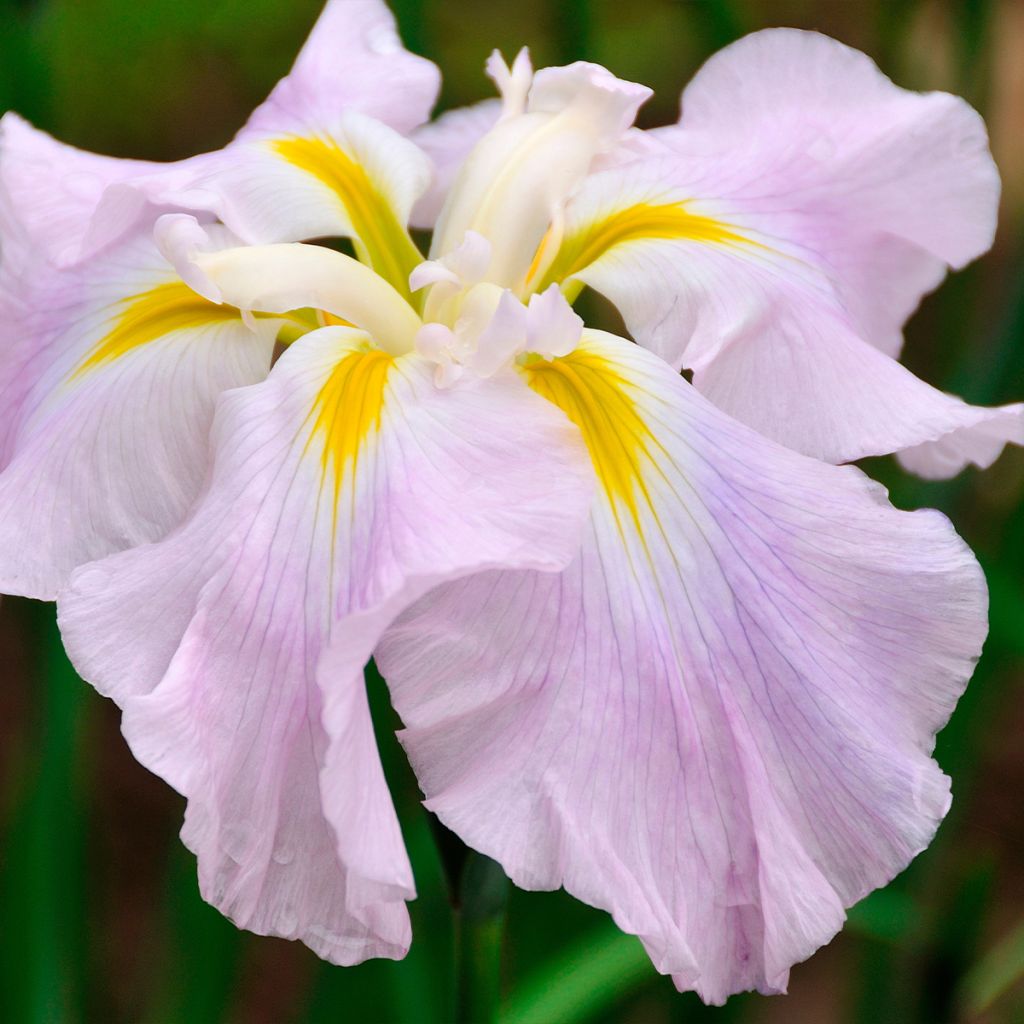 Iris ensata World s Delight - Japanische Schwertlilie