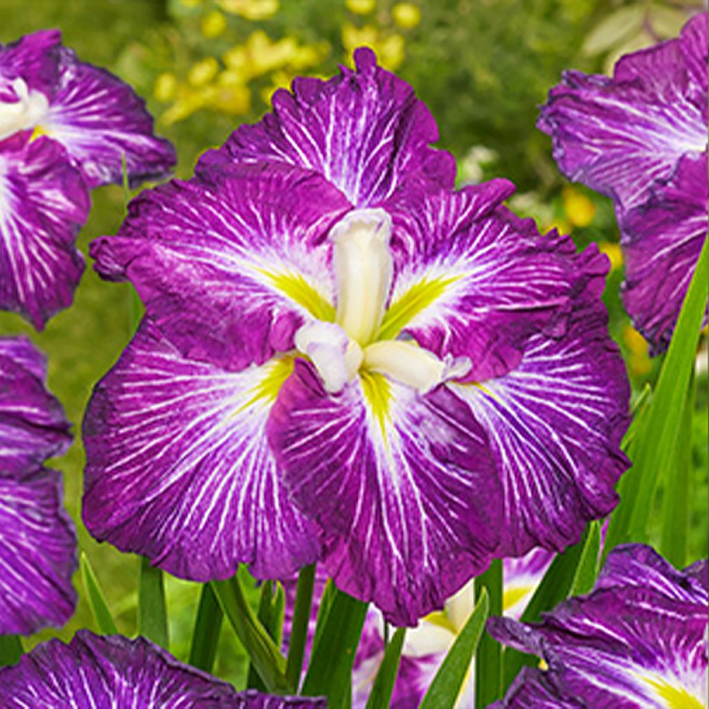 Iris ensata Dinner Plate Jell-O - Japanische Schwertlilie