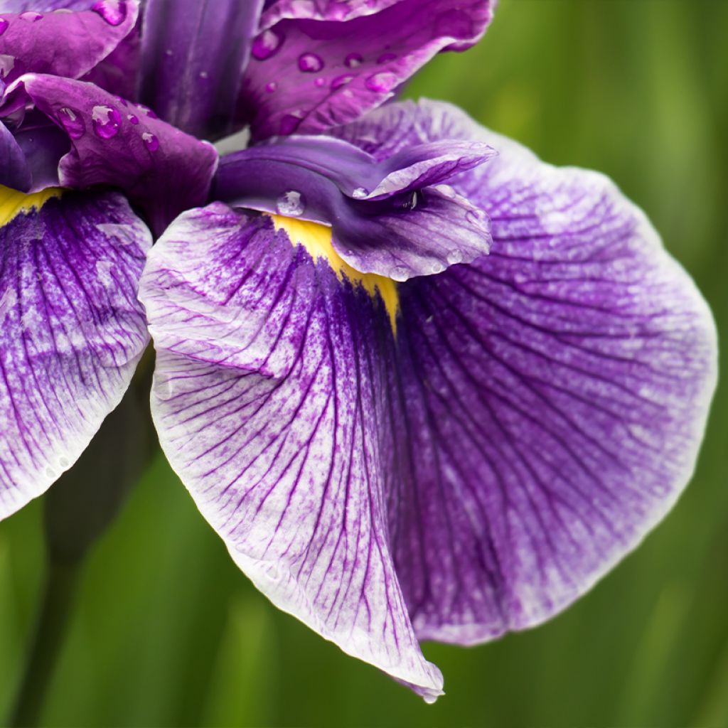 Iris ensata Dinner Plate Sundae - Japanische Schwertlilie