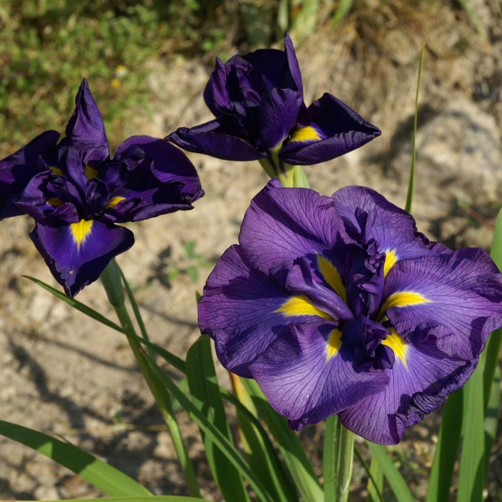 Iris ensata Geisha-Hiskiki - Japanische Schwertlilie