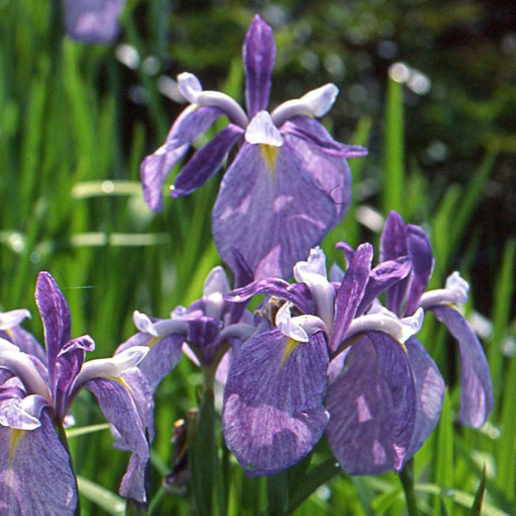 Iris ensata Météor - Japanische Schwertlilie