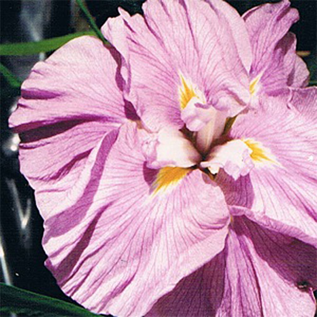 Iris ensata Worley Pink - Japanische Schwertlilie