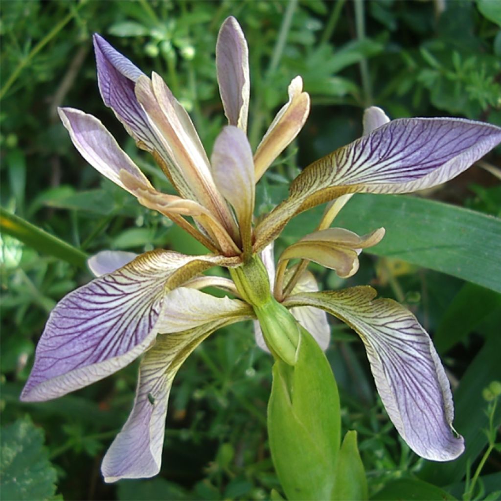 Iris foetidissima - Iris fétide