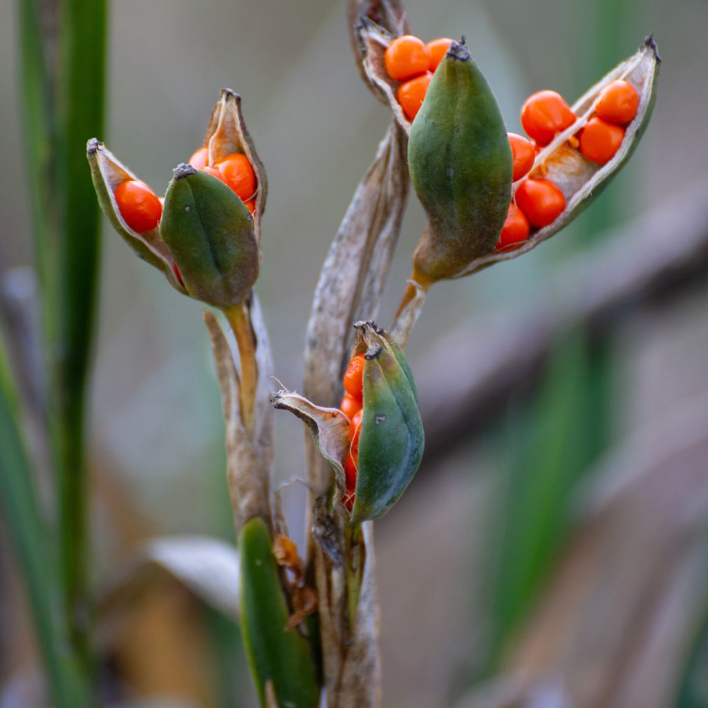 Iris foetidissima - Stinkende Schwertlilie