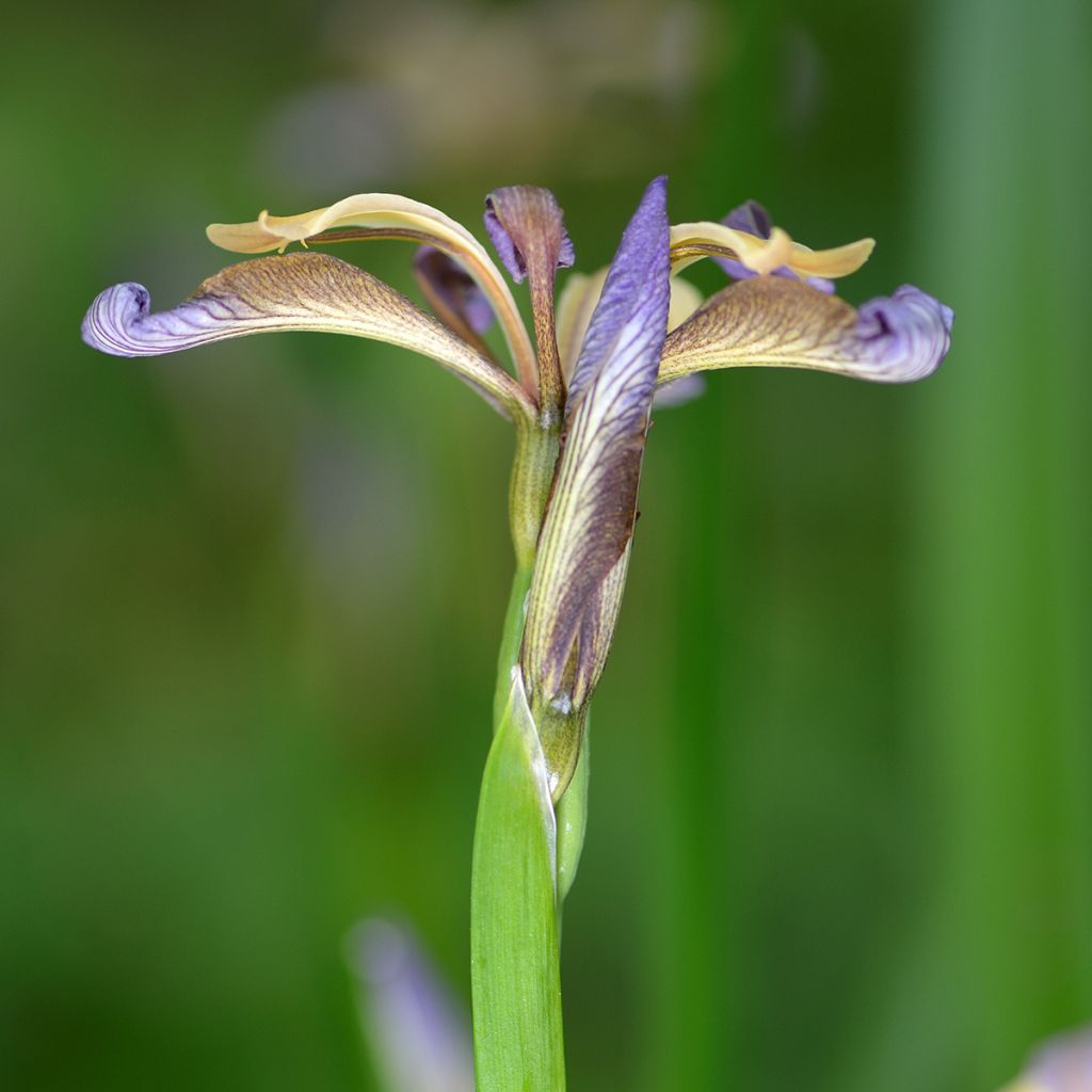 Iris foetidissima - Stinkende Schwertlilie