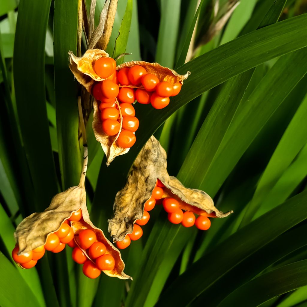 Iris foetidissima - Stinkende Schwertlilie