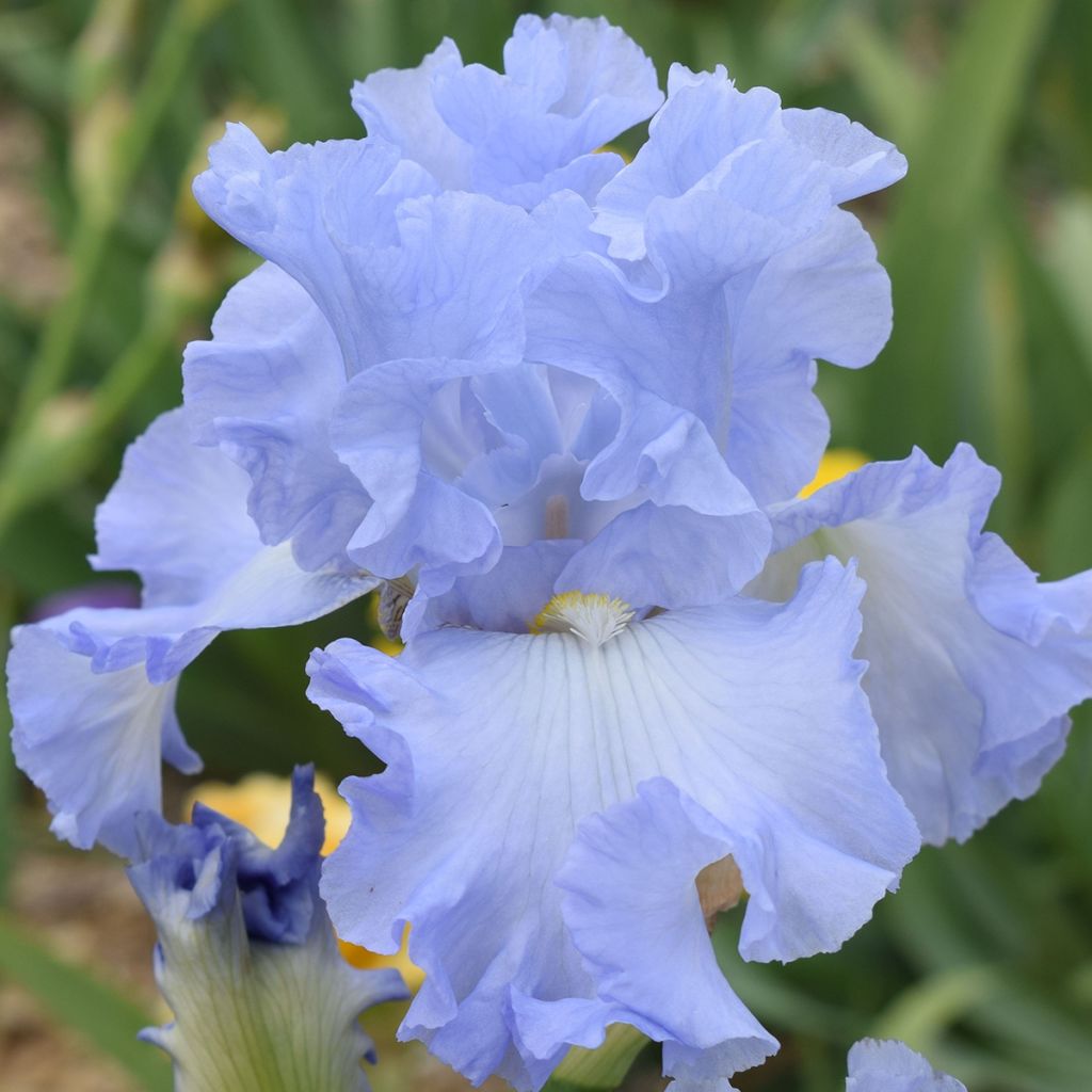 Iris Above The Clouds - Schwertlilie