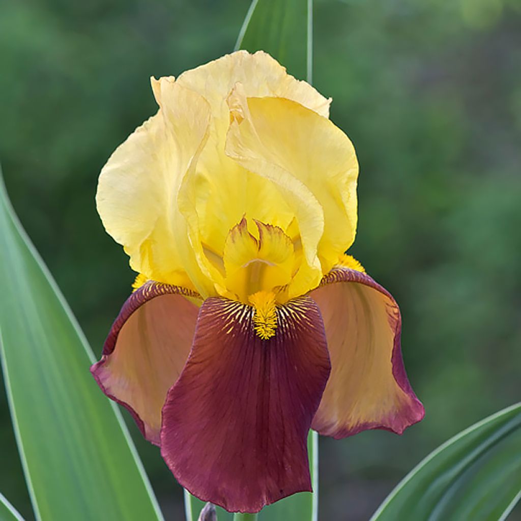 Iris Accent Variegata - Schwertlilie