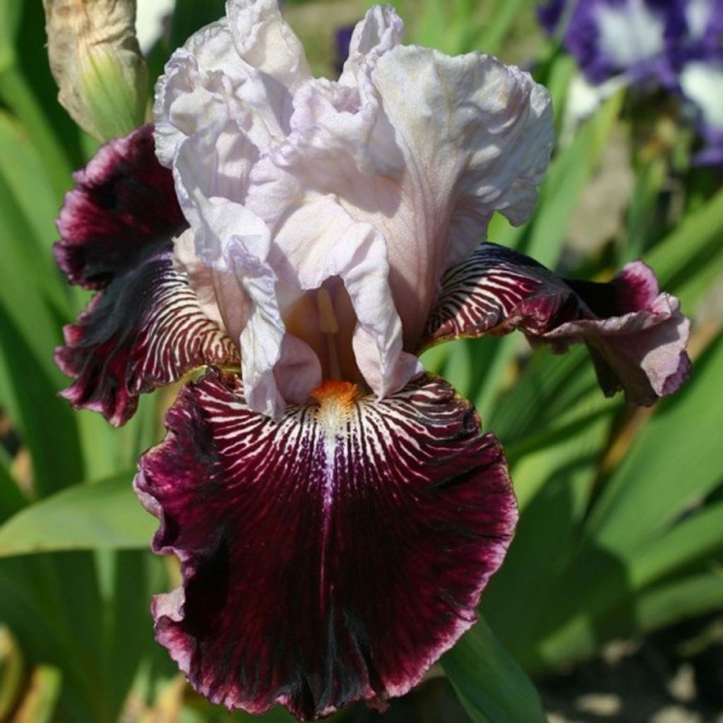 Iris Amethyst Dancer - Schwertlilie