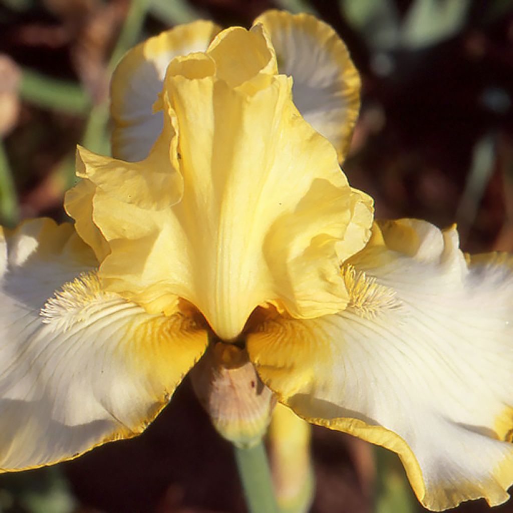 Iris Antique Ivory - Schwertlilie