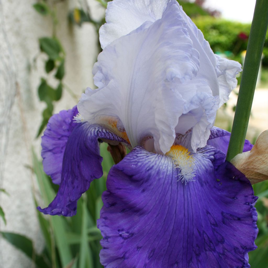 Iris germanica Arpège - Iris des Jardins