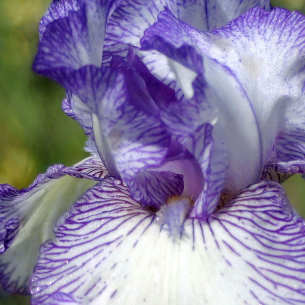 Iris germanica Autumn Circus - Iris des Jardins