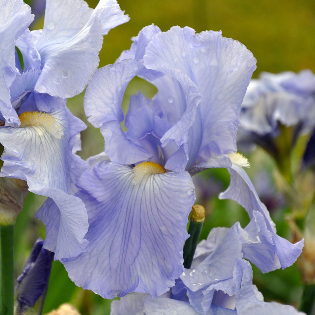 Iris germanica Babbling Brook - Iris des Jardins