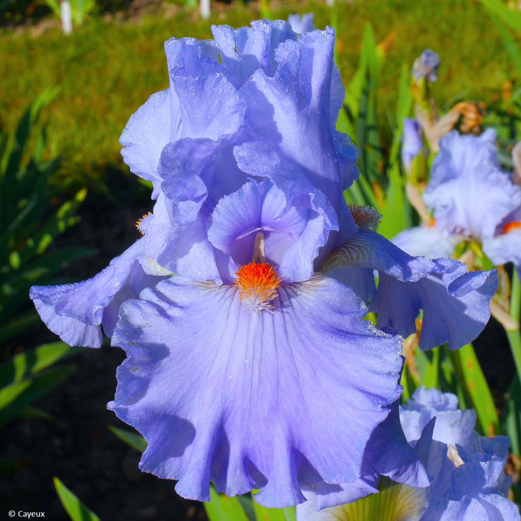 Iris Baie des Anges - Schwertlilie