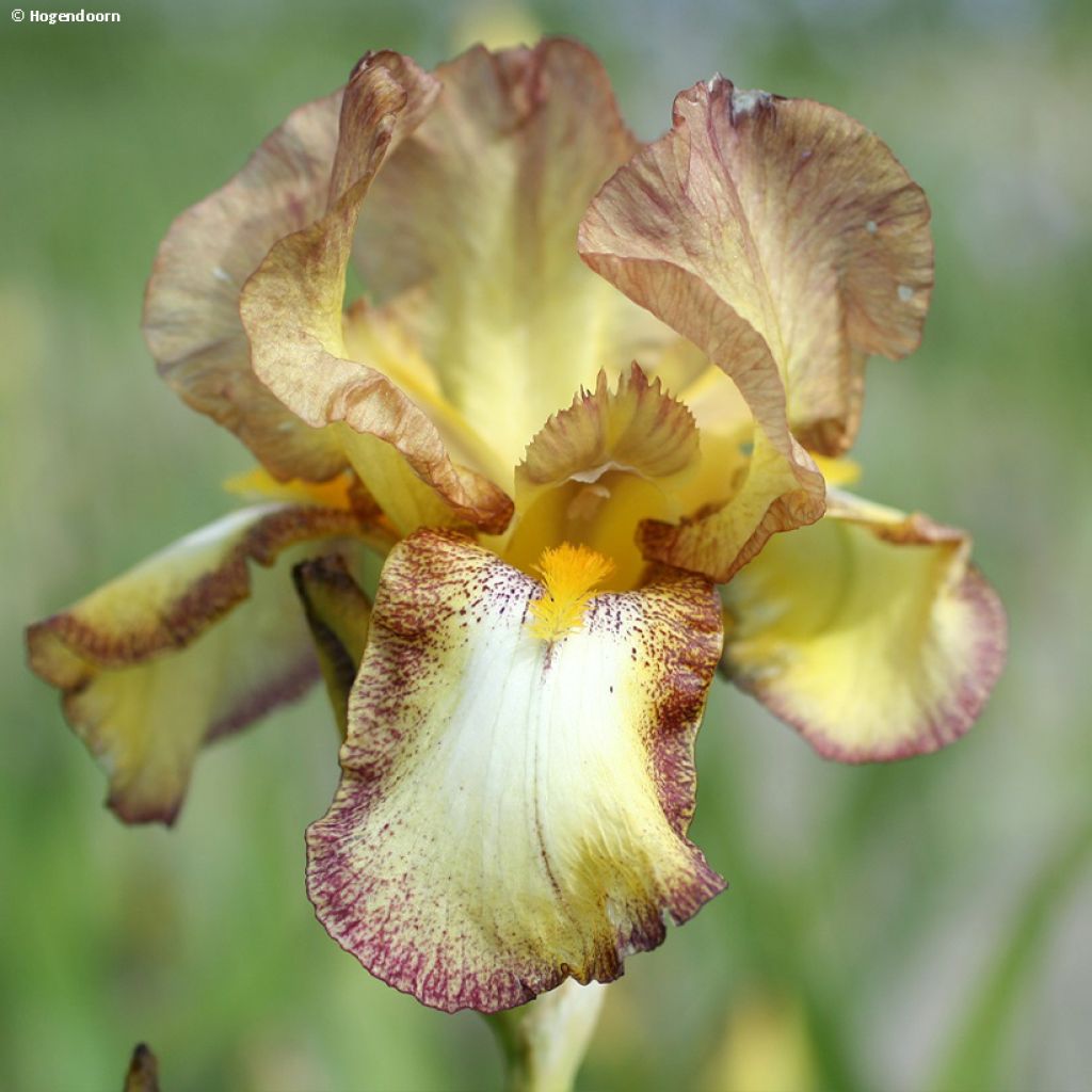 Iris germanica Belvi Queen - Iris des Jardins remontant