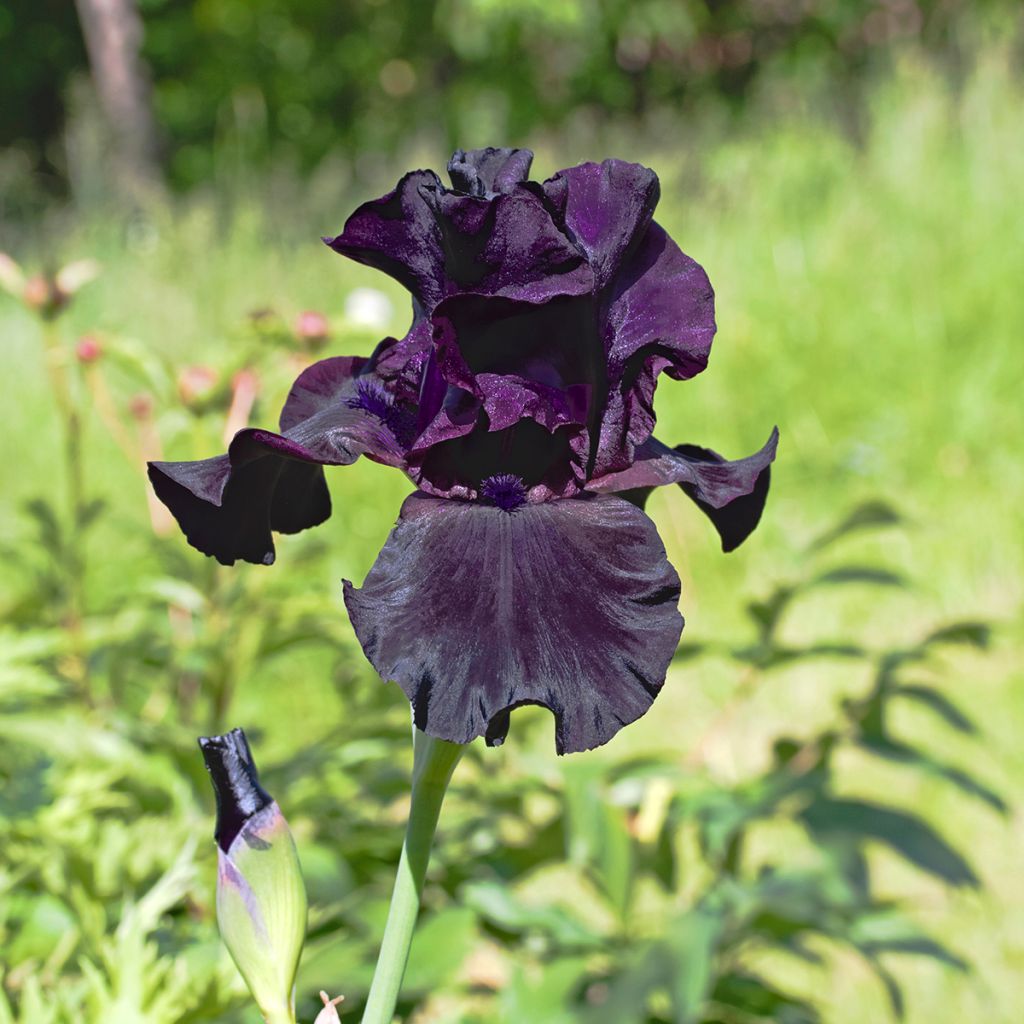 Iris Black Suited - Schwertlilie