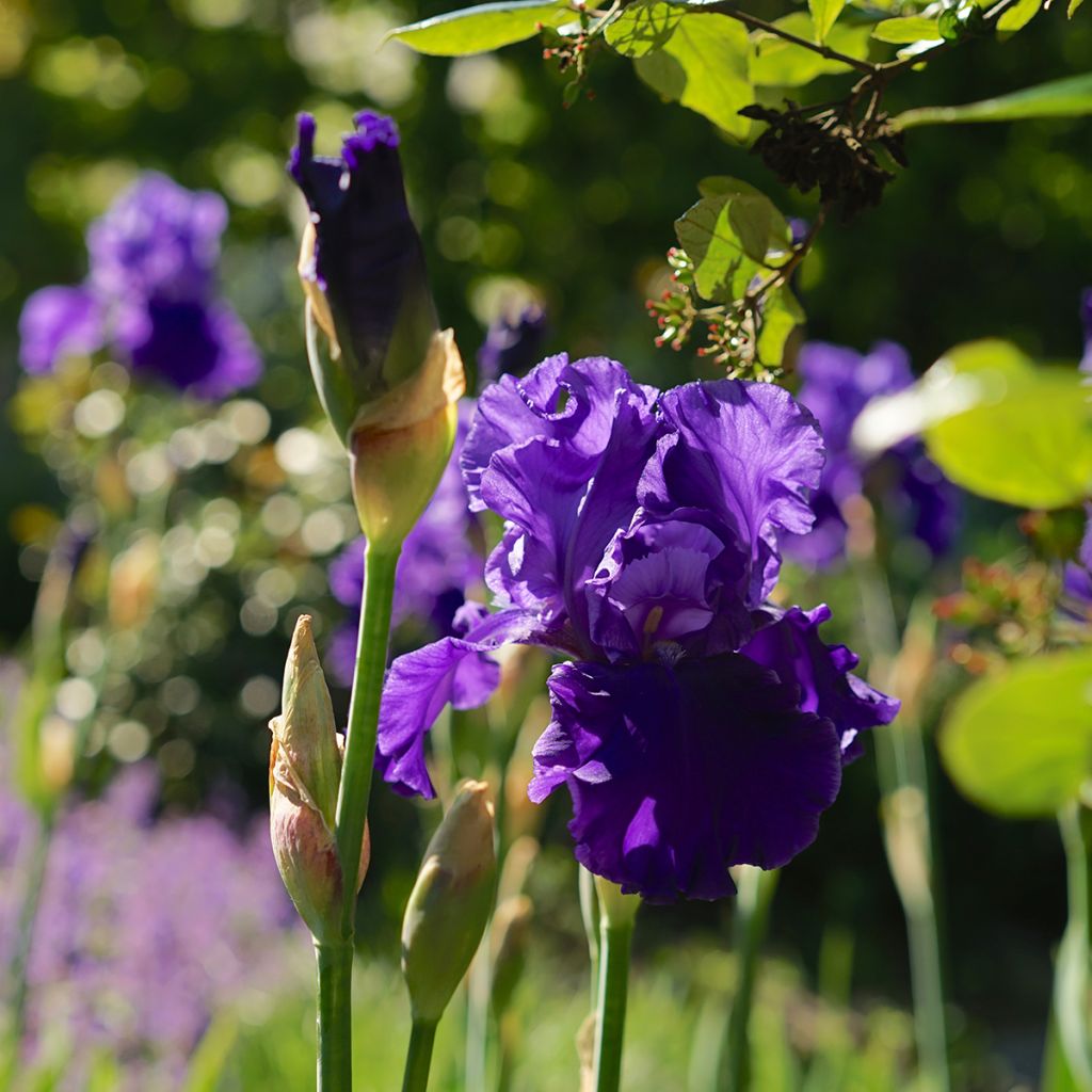 Iris Blenheim Royal - Schwertlilie