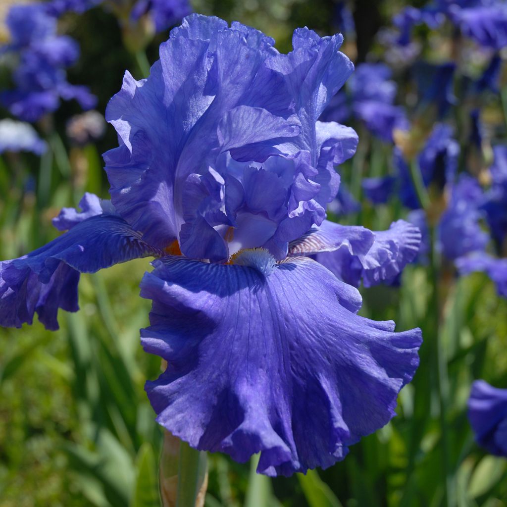 Iris Blenheim Royal - Schwertlilie