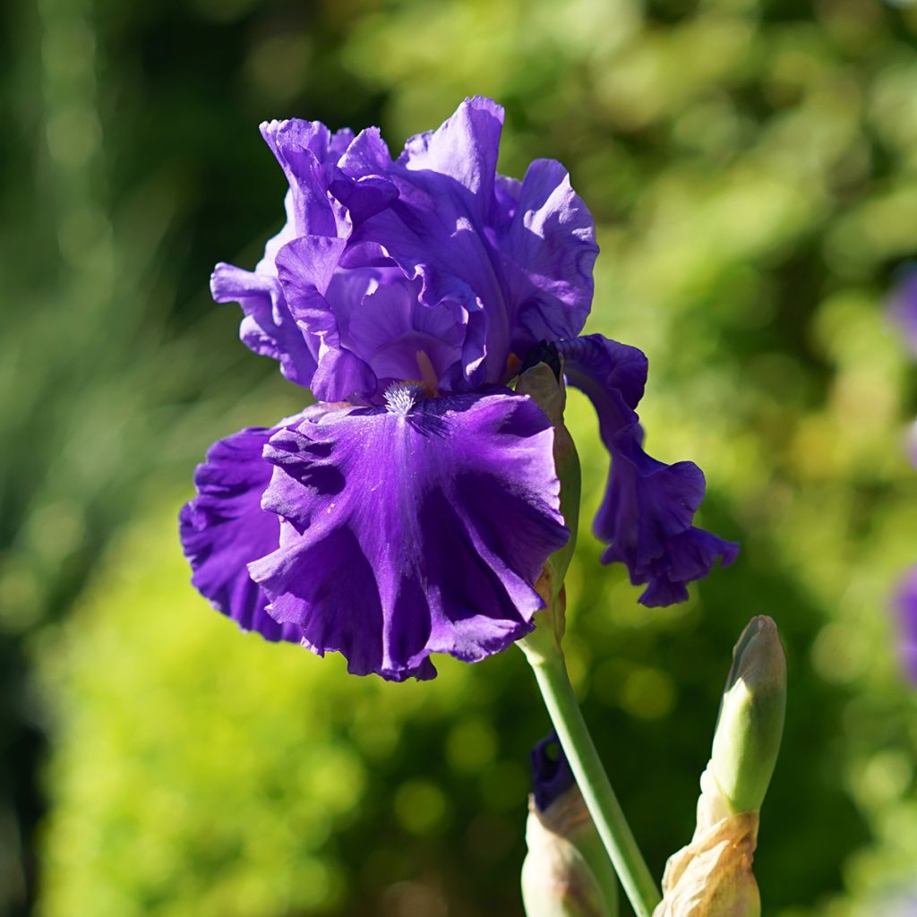 Iris Blenheim Royal - Schwertlilie