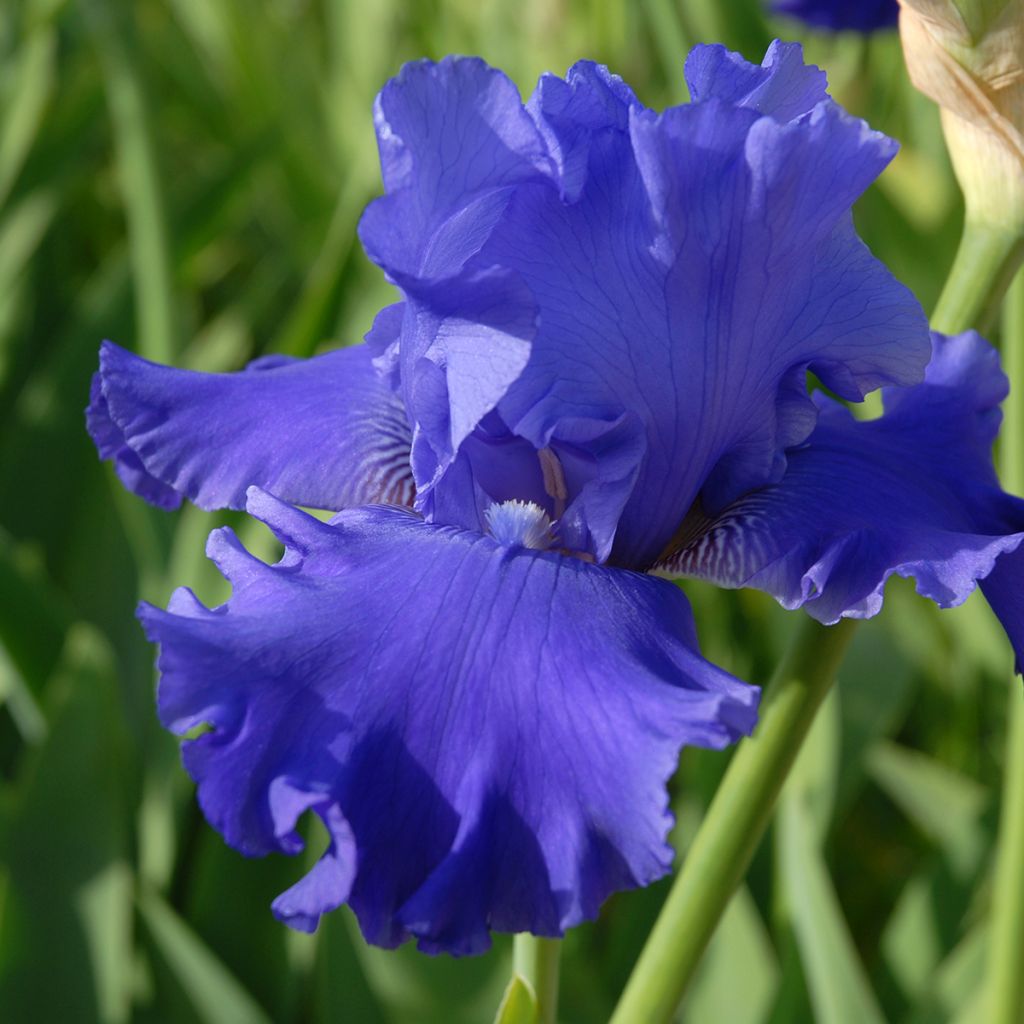 Iris Blenheim Royal - Schwertlilie