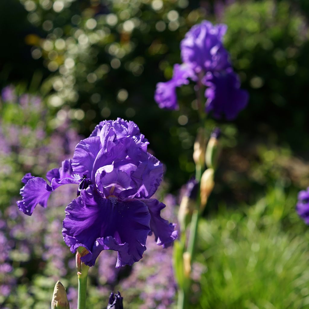 Iris Blenheim Royal - Schwertlilie