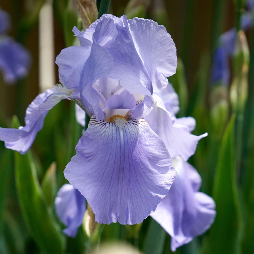 Iris Blue Rhythm - Schwertlilie