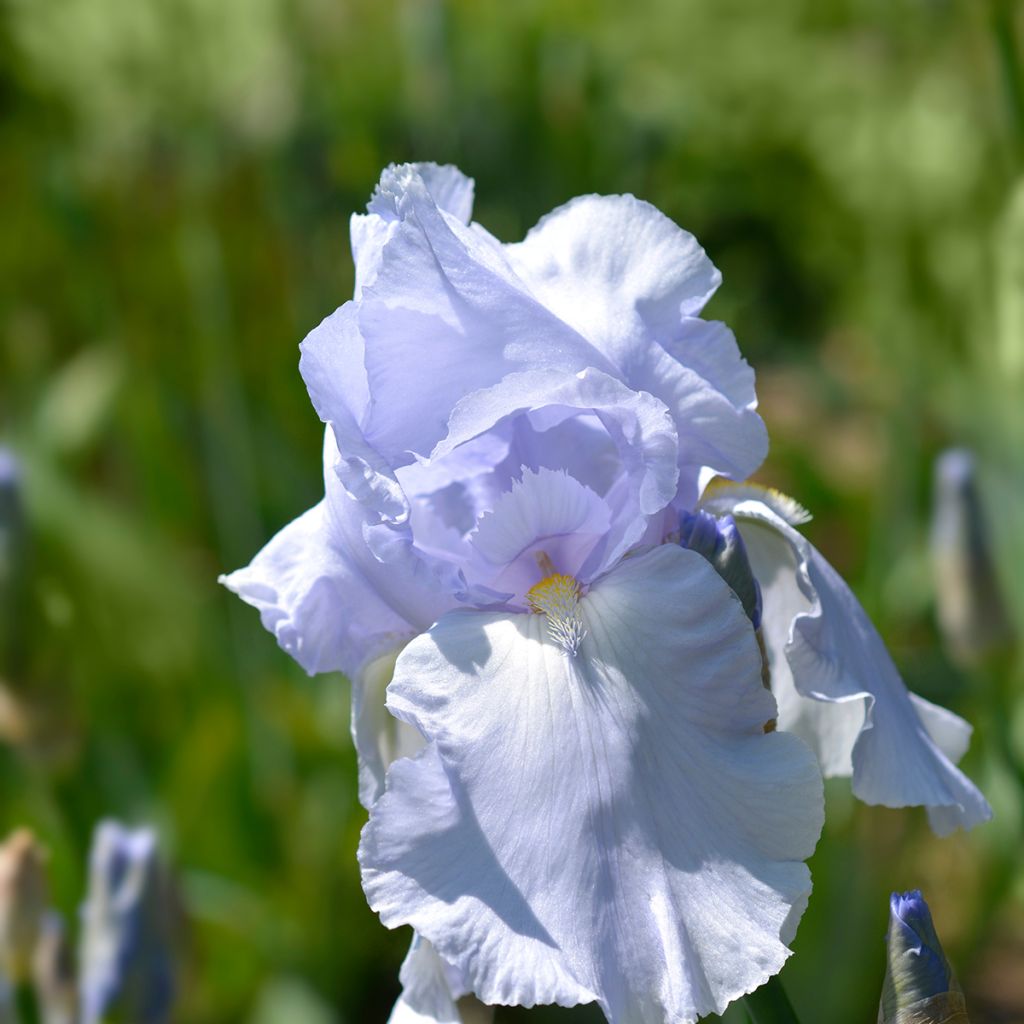 Iris Blue Sapphire - Schwertlilie