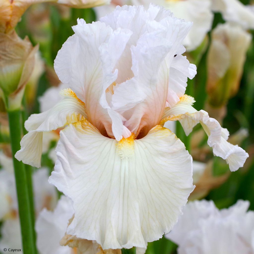 Iris Bride's Blush - Schwertlilie