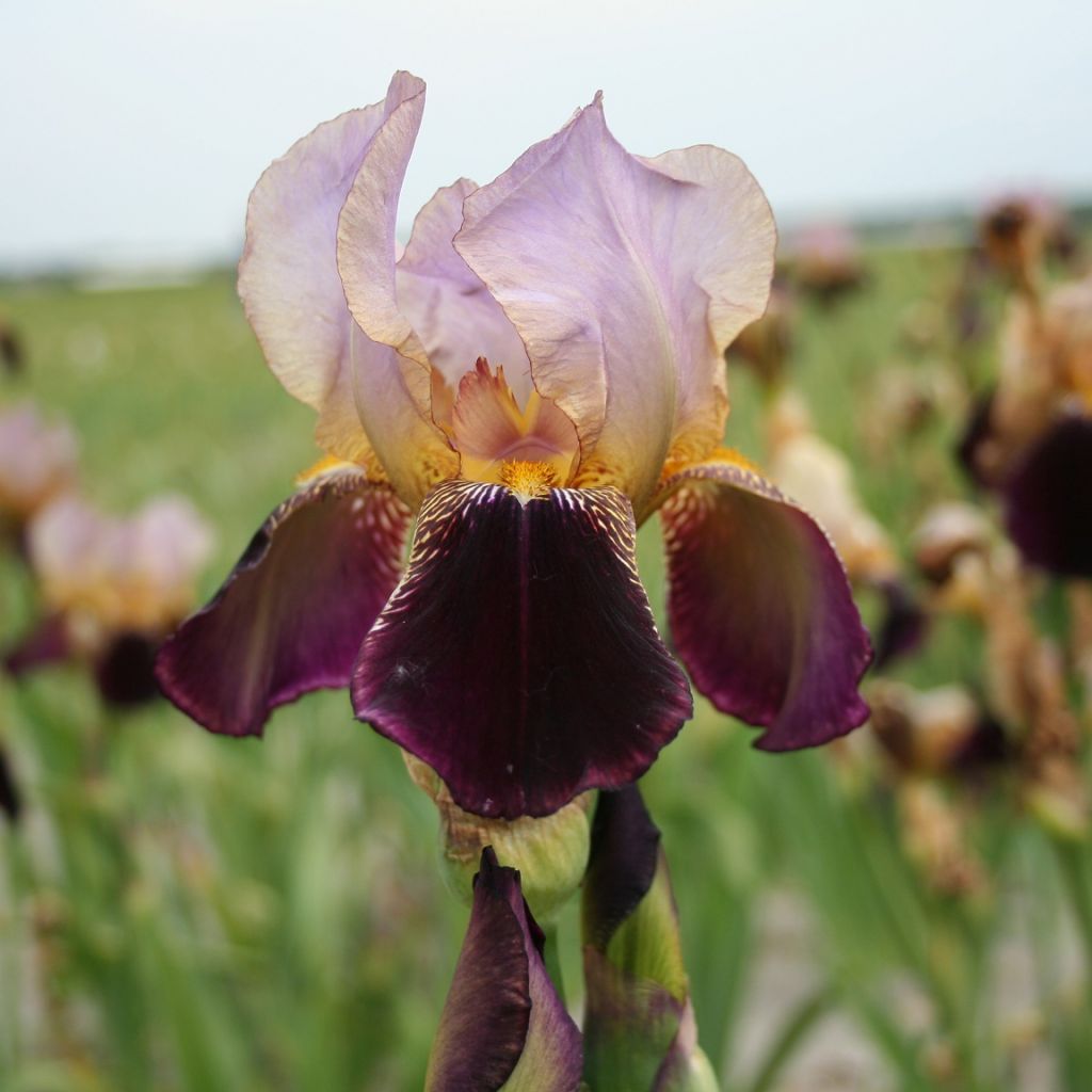 Iris germanica Bruno - Iris des Jardins