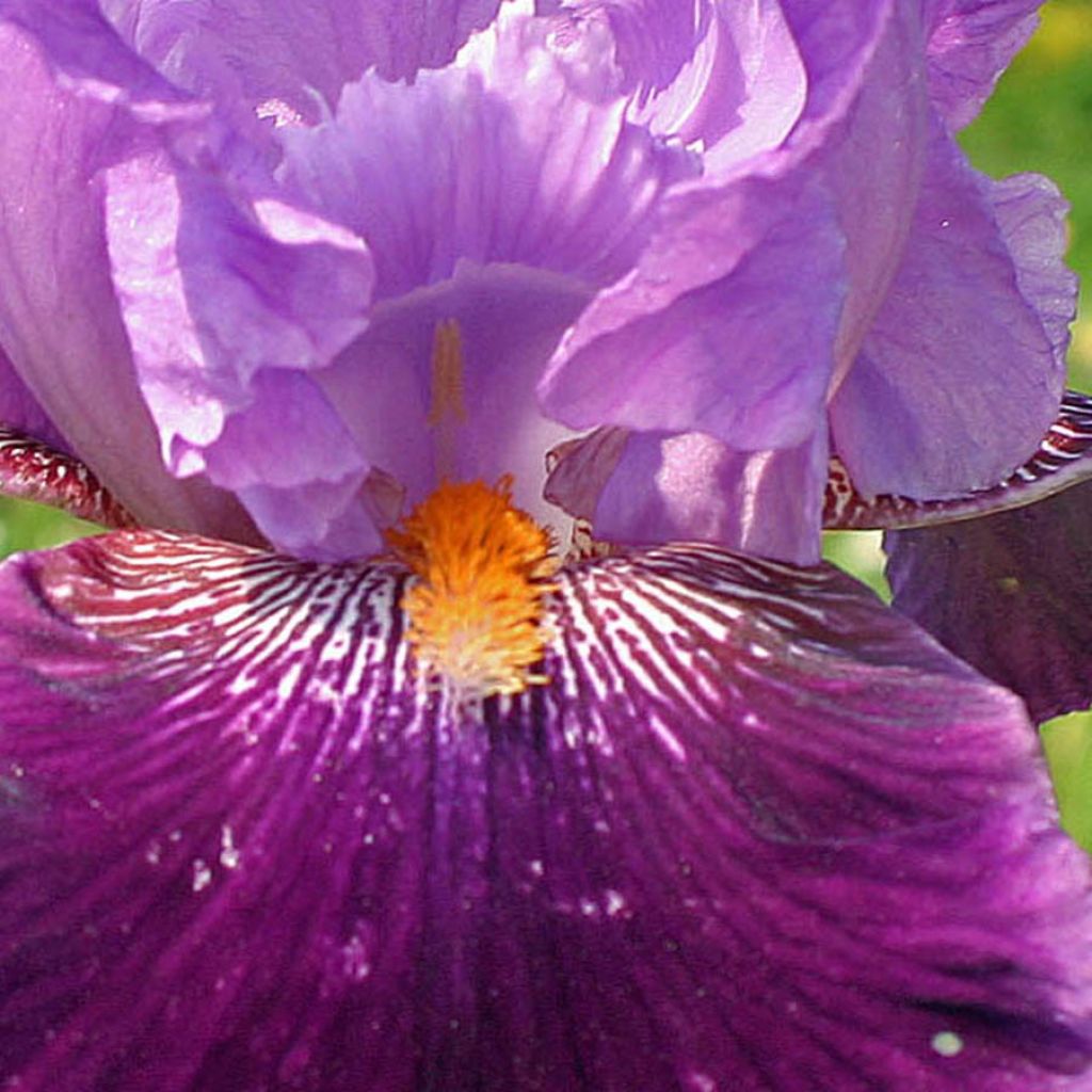 Iris germanica Buc Joyeux Anniversaire - Iris des jardins remontant