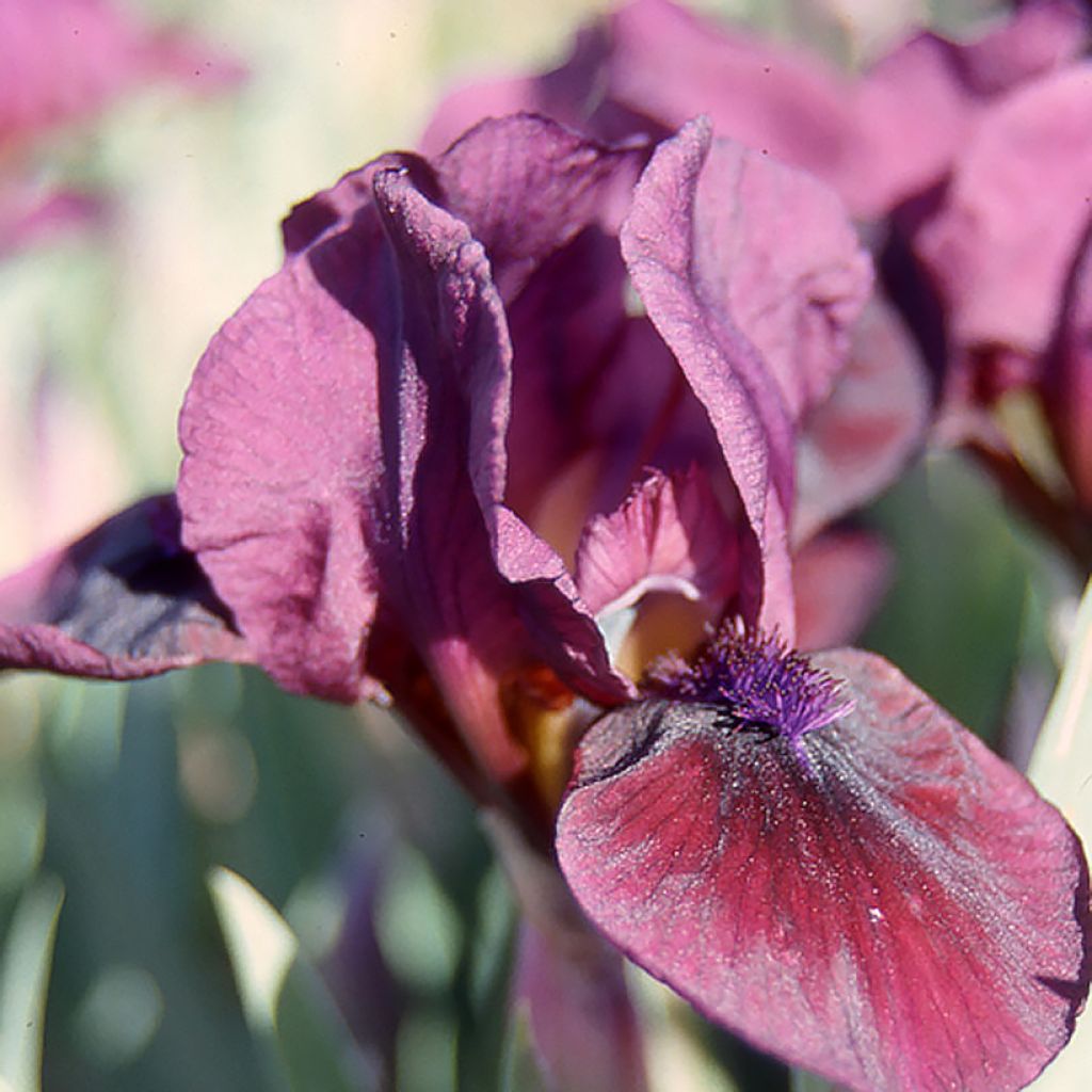 Iris Candy Apple - Zwerg-Iris