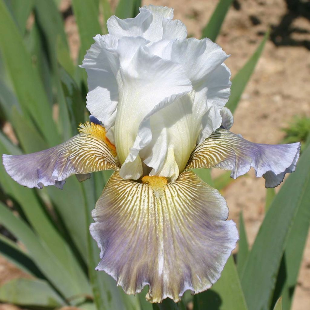 Iris Ciel Gris sur Poilly - Schwertlilie