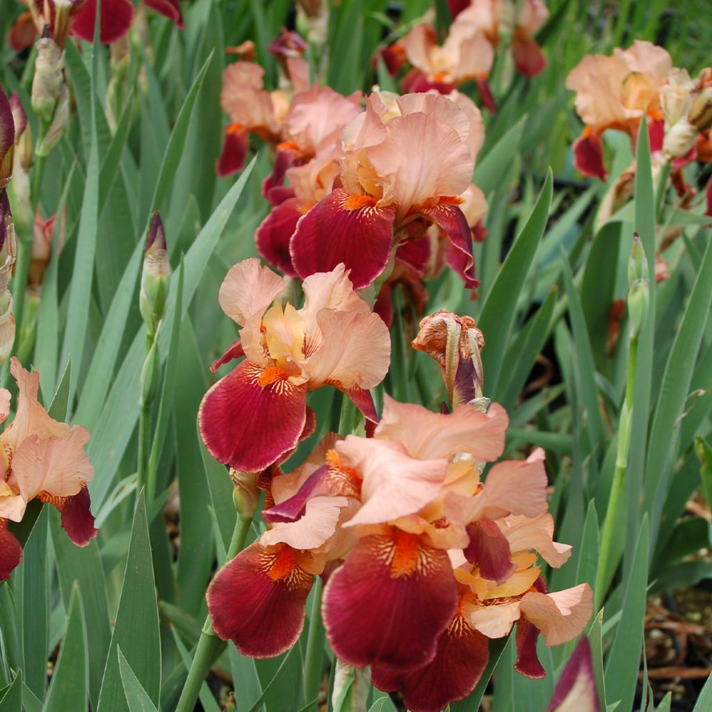 Iris Cimarron Strip - Schwertlilie