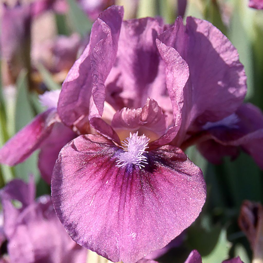 Iris Color me Rose - Schwertlilie