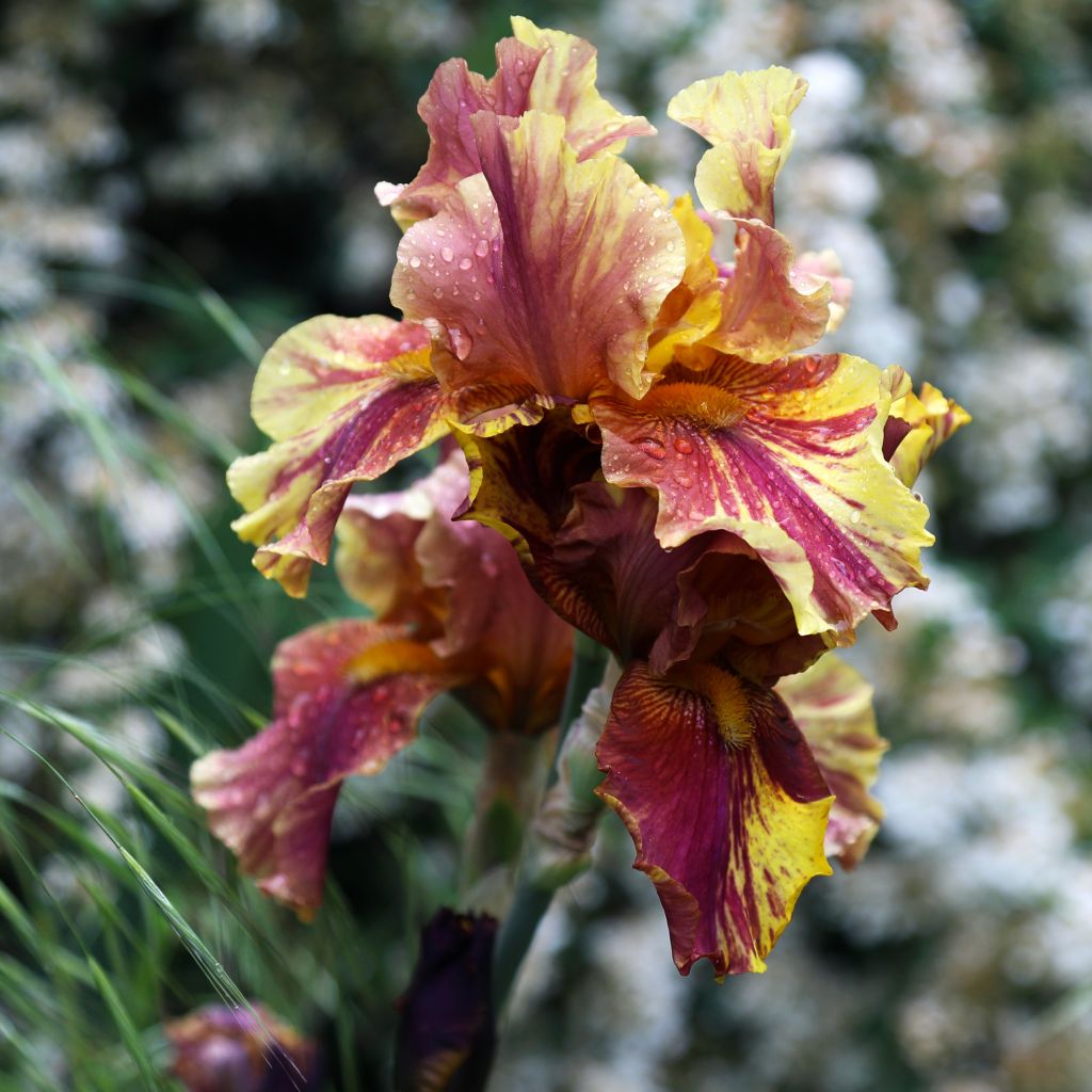 Iris Crimson Tiger - Schwertlilie