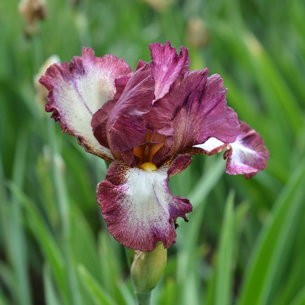 Iris Crinoline - Schwertlilie