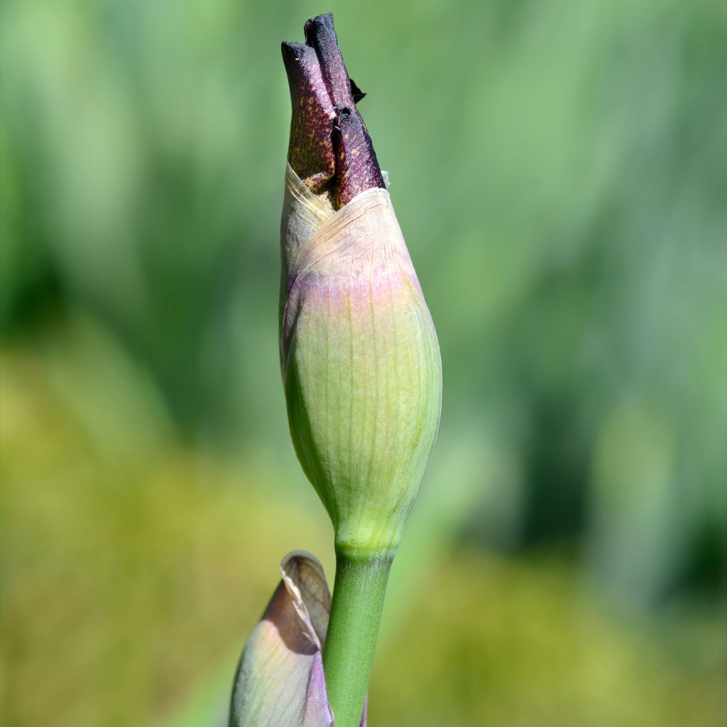 Iris germanica Crinoline - Iris des Jardins