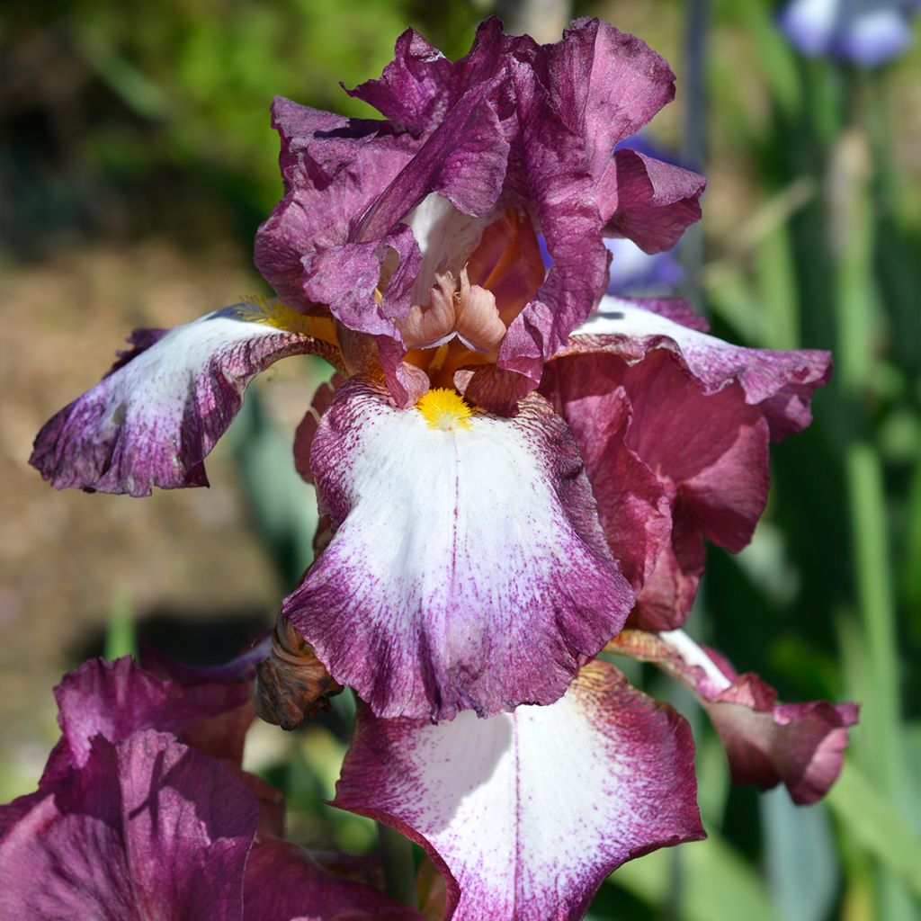 Iris germanica Crinoline - Iris des Jardins