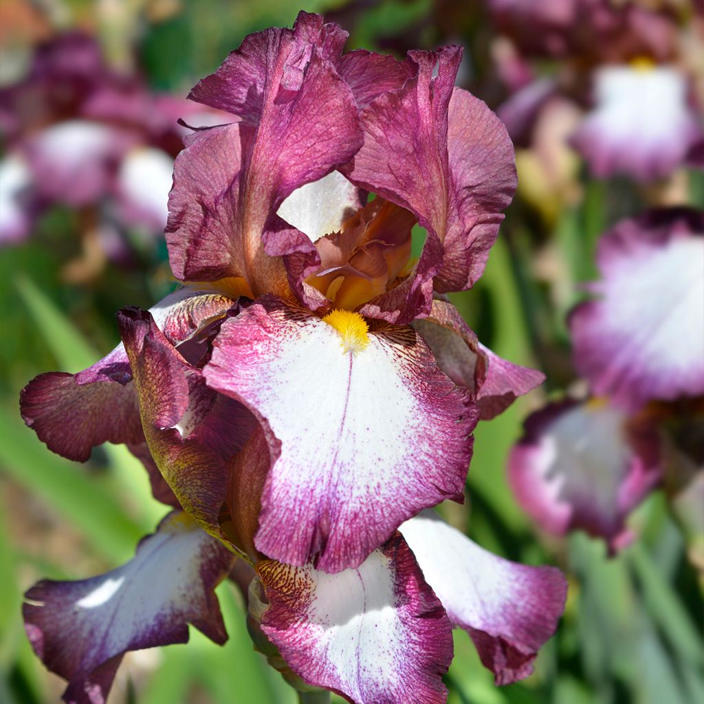 Iris germanica Crinoline - Iris des Jardins