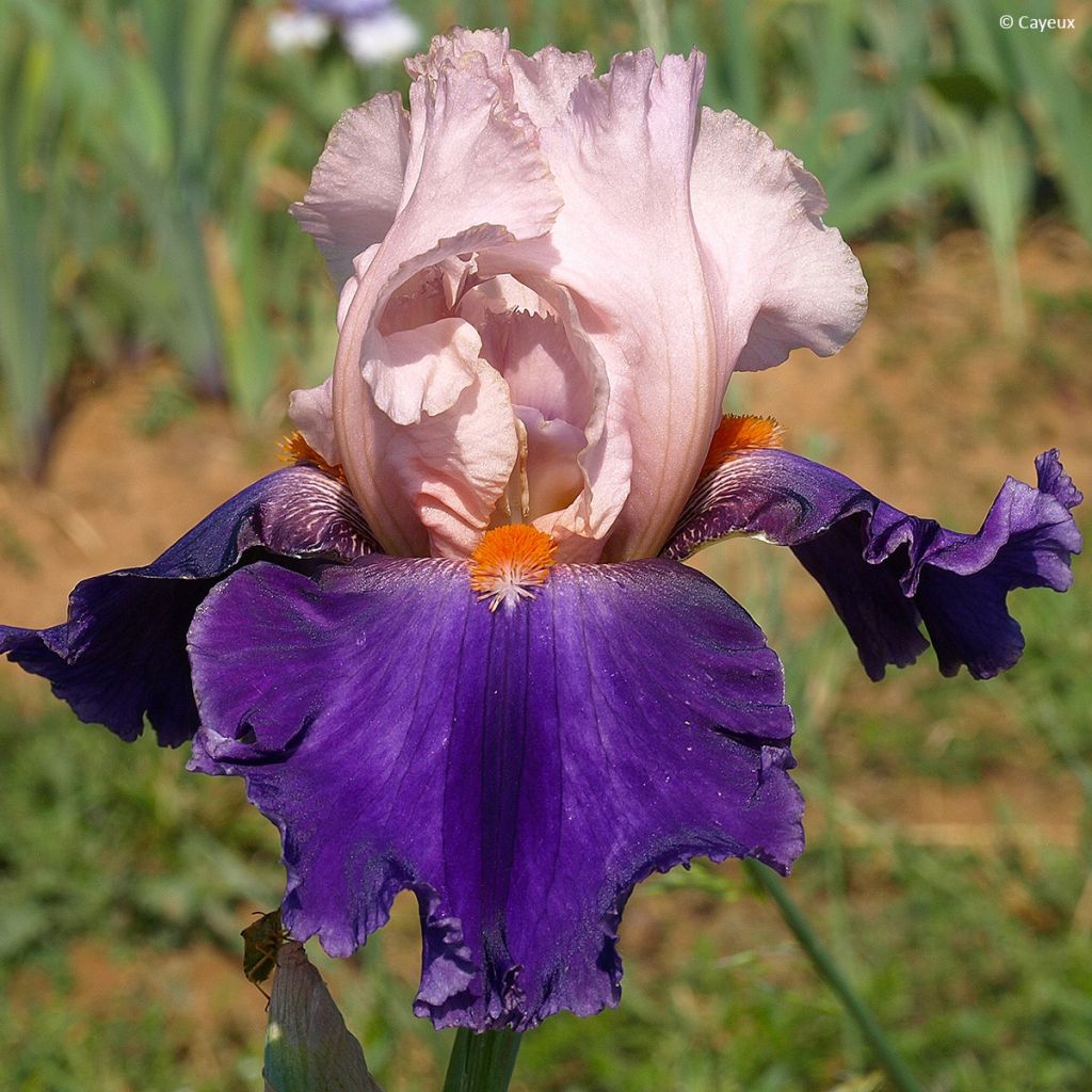 Iris Dating A Royal - Schwertlilie