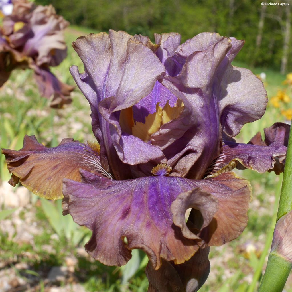 Iris germanica Déguisement - Grand Iris des Jardins 