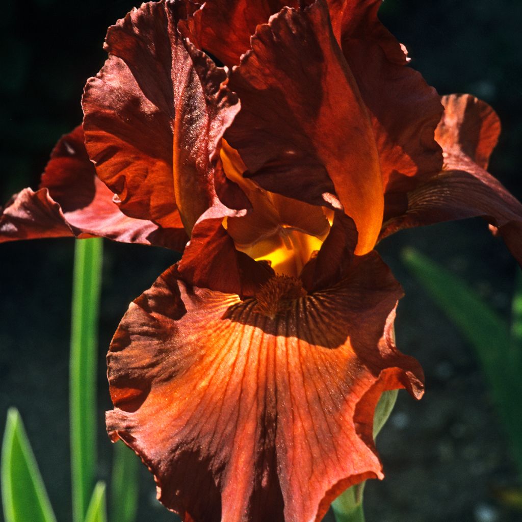 Iris Dutch Chocolate - Schwertlilie