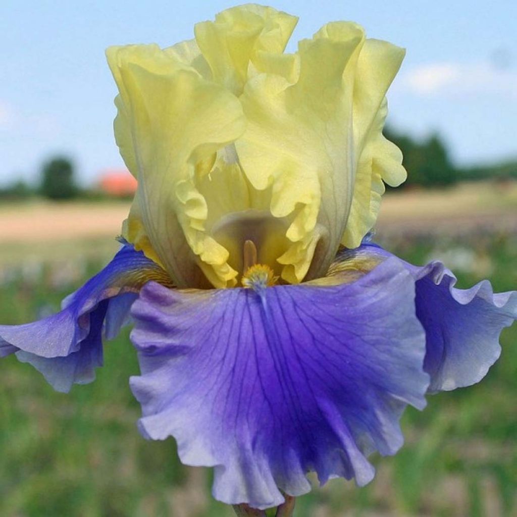 Iris Edith Wolford - Schwertlilie