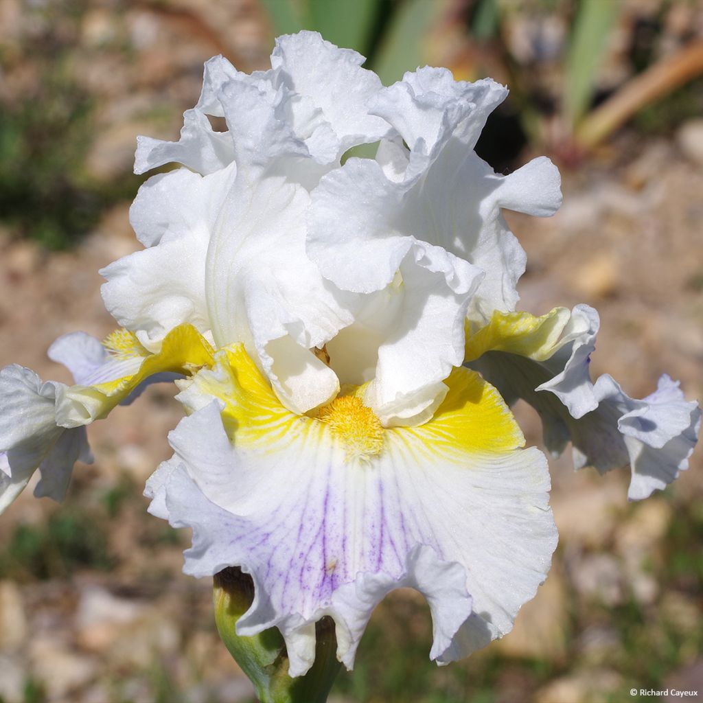 Iris germanica En Ebullition - Iris de Bordure