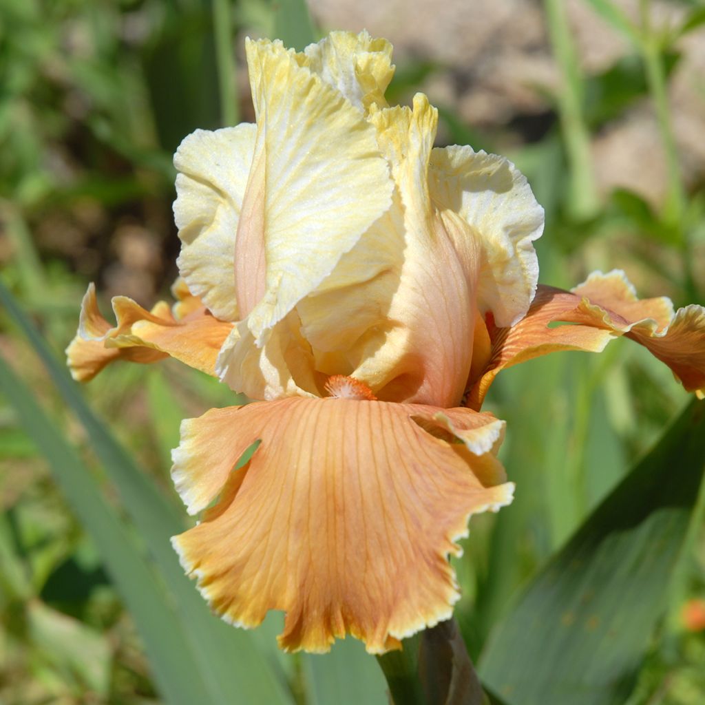 Iris English Charm - Schwertlilie