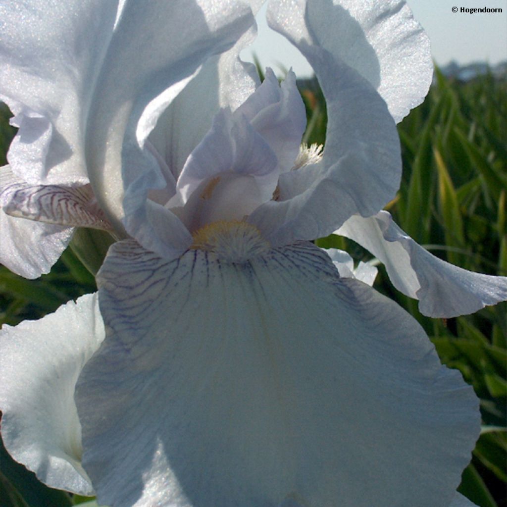 Iris germanica English cottage - Iris des jardins remontant